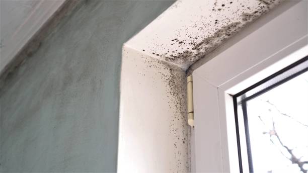 Best Black Mold Remediation in Washington Terrace, UT