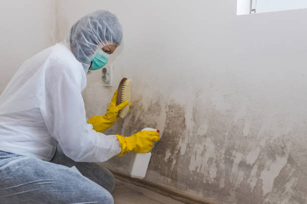 Best Insurance-Related Mold Remediation in Washington Terrace, UT