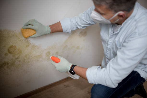 Best DIY Mold Remediation Support Services in Washington Terrace, UT