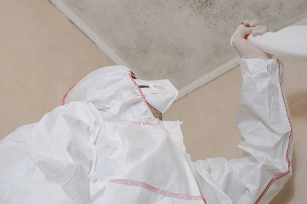 Best Basement Mold Remediation in Washington Terrace, UT