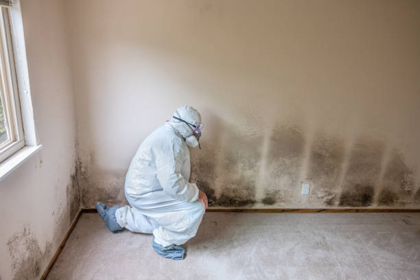 Best Emergency Mold Remediation in Washington Terrace, UT