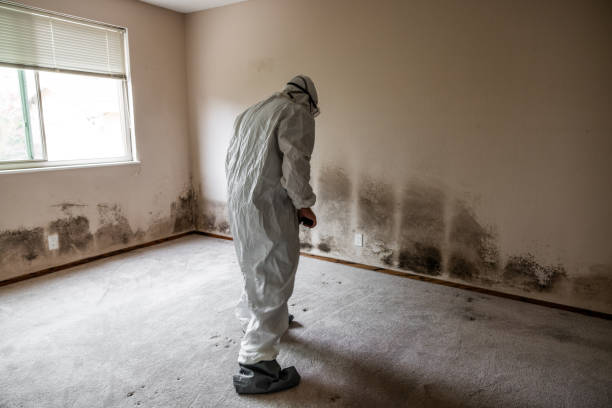 Best White Mold Remediation in Washington Terrace, UT