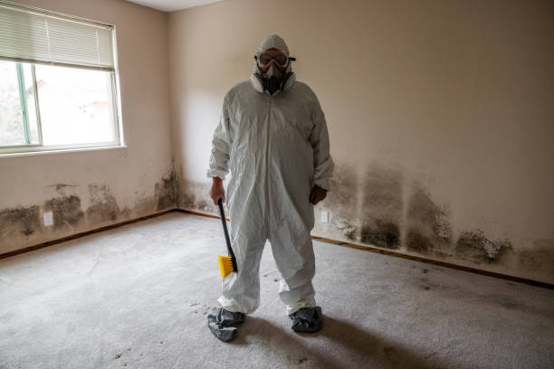 Best Basement Mold Remediation in Washington Terrace, UT
